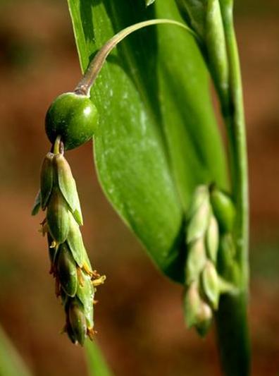 Job's Tears seeds Coix lacryma-jobi Tear Grass adlay seed adlai